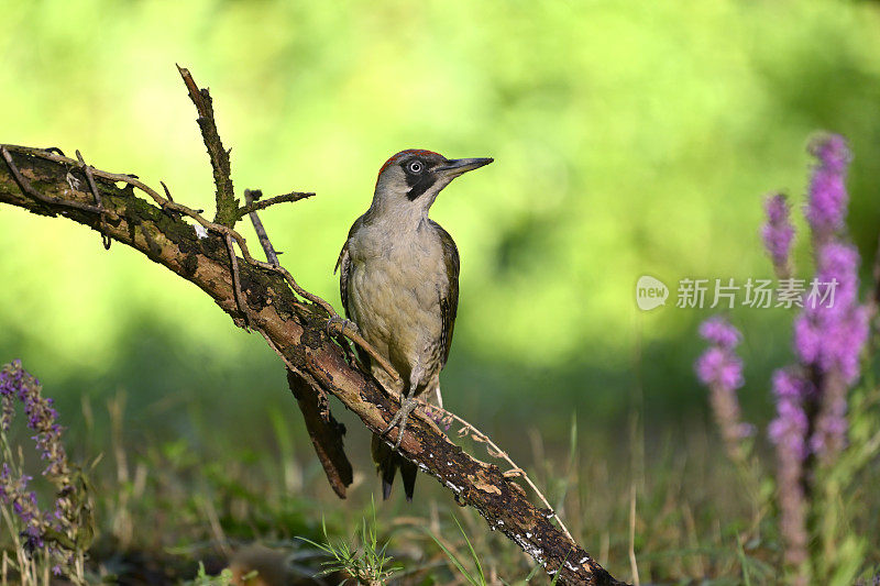 大斑啄木鸟(Dendrocopos major)